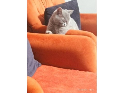 British shorthair kedimiz asil