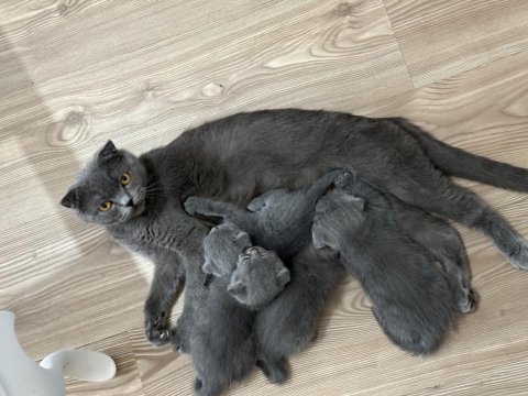 2 aylık scottish fold ve british yavru