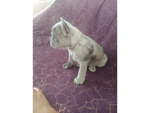 Harika french bulldog merley