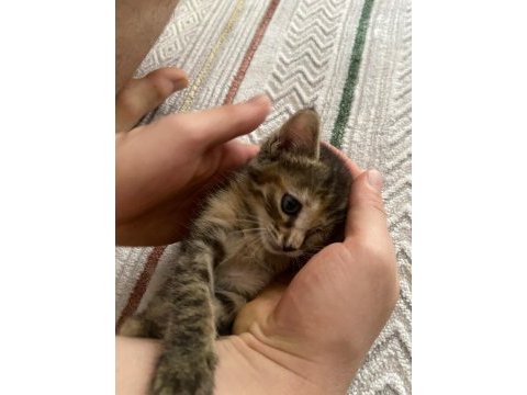 Ücretsiz sahiplendirme sevgi dolu dişi yavru kedimiz