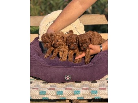 Çiş eğitimli sağlık garantili aşılı toy poodle 