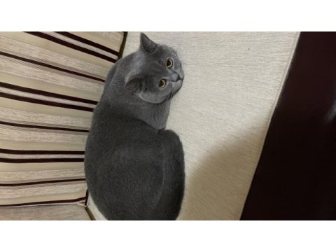 Erkek kedimizi ücretsiz sahiplendirme