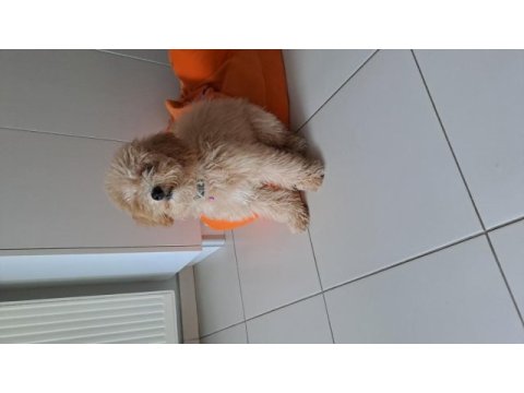 5 aylık fıstık kızım maltipoo