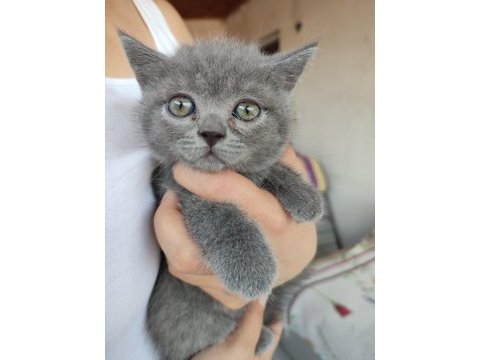 2 aylık 4 kardeş yavrum british shorthair