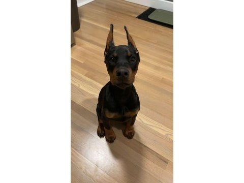 Aşılı ve aşısız doberman biblo gibi yavrular