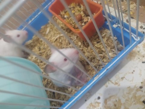 Beyaz hamsterler