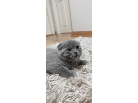 2 aylık scottish fold yavrular