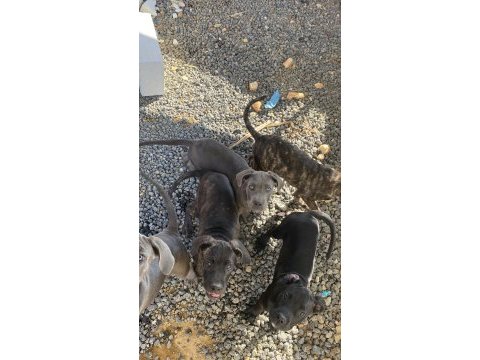 Cane corso blue bebekler