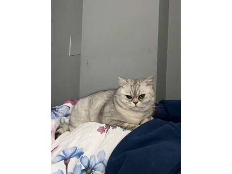 2,5 yaşında dişi kedimiz sakin yavru