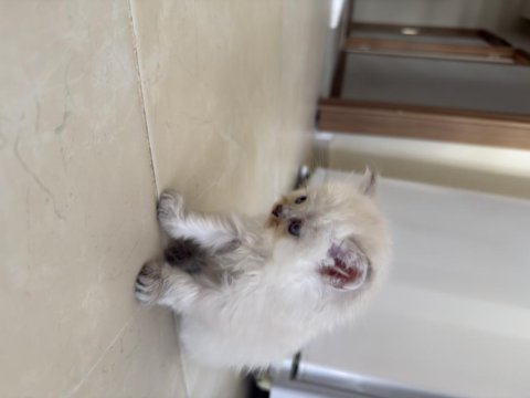 British longhair yavrumuz