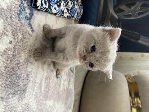 3 british shorthair yavrumuz antalya