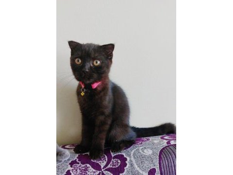 Siyah erkek scottish fold