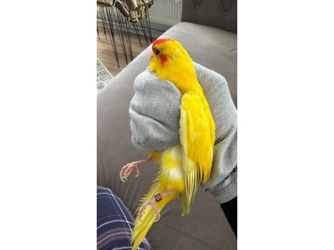 Şarkıcı paraket papağanı