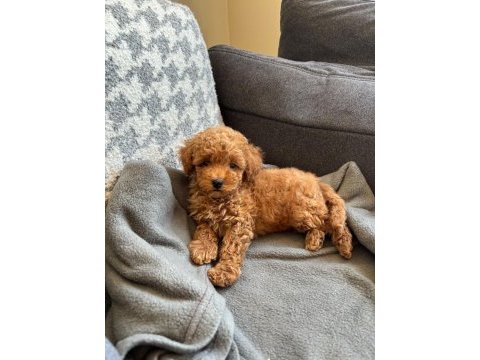 Kilo garantili toy poodle yavrularımız