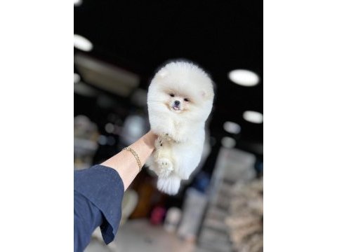 Show kalite pomeranian boo köpekler