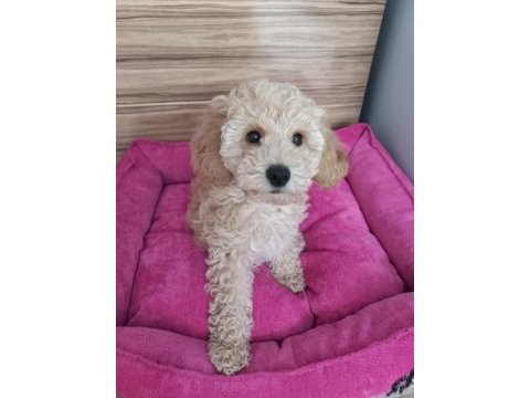 Yakışıklı poodle köpeğimiz kuki