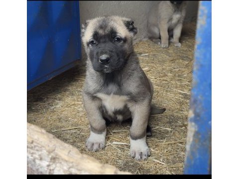 Kaliteli kangal yavruları