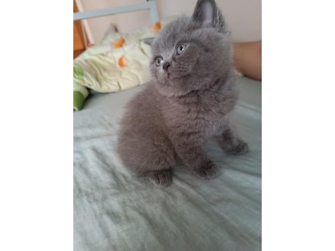 British shorthair bebeklerimize yeni yuva arıyoruz