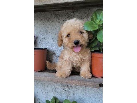 Erkek poodle