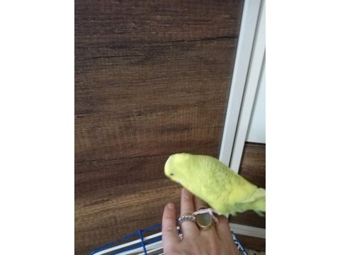 Muhabbet kuşu evcil