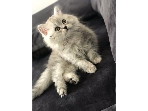 4 aylık erkek british longhair sahiplendirilecek