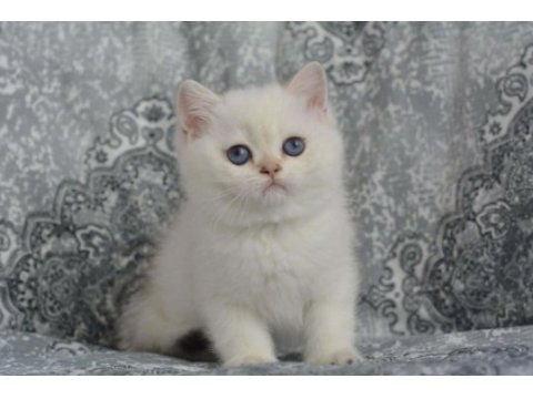 Erkek golden poınt brıtısh shorthaır