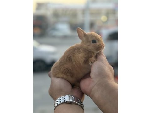 Cüce yavrular özel renk