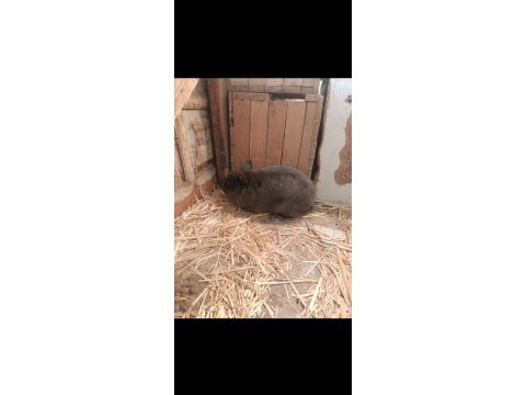 Yetişkin damızlık cüce tavşan