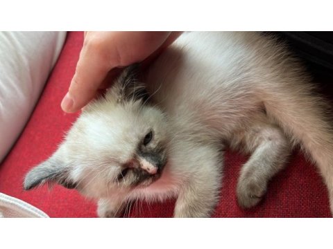 Çok uysal ve sevecen british shorthair