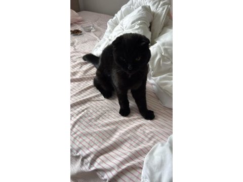 Siyah scottish fold kızımıza yuva arıyoruz