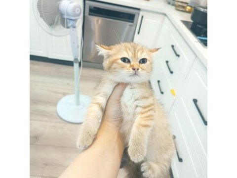 Golden son kalan erkek yavru british shorthair