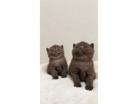 Anne altından safkan çikolata ve cinnamon kediler
