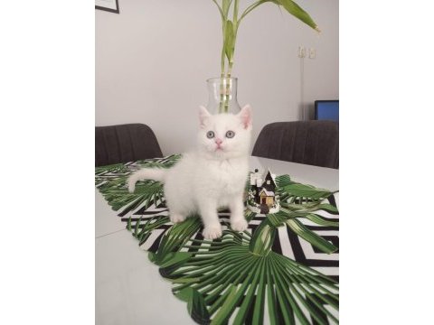 British shorthair süt beyaz