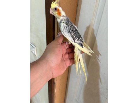 47 günlük pied sultan papağanı bebek