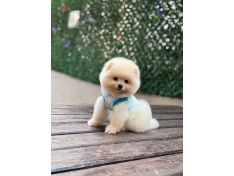 Pomeranian bebekler