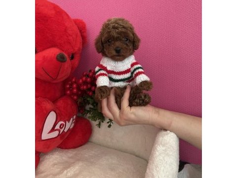 Red brown toy poodle yavrular