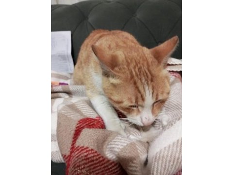 Cana yakın behlül sokağa terk edilmiş bir ev kedisi