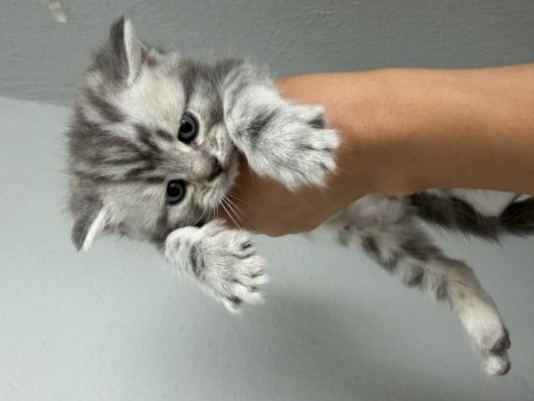 British shorthair yavru kedimiz