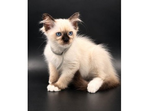 Safkan ragdoll bebekler