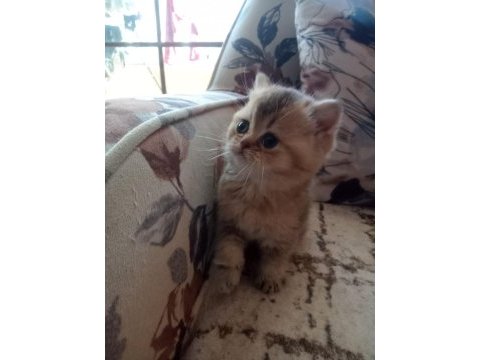 British shorthair yavrumuz teslime hazır