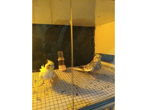 Sultan papağanı lutino ve pearl yavru garantili