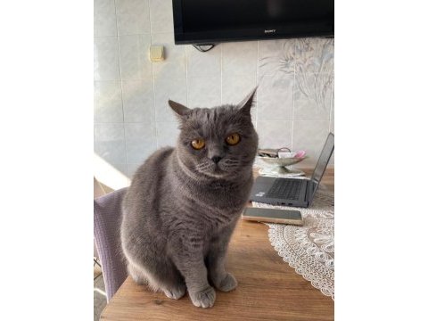 British shorthair ücretsiz sahiplendirme