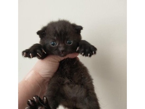 Kendi kedimin scottish fold yavruları