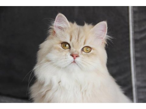 Pamuk kızımız yeni ailesine kavuşmayı bekliyor
