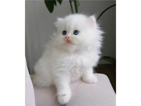 Oyuncu harika bebek chinchilla
