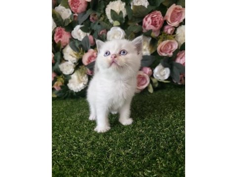 Scottish fold ve british yavrularımız