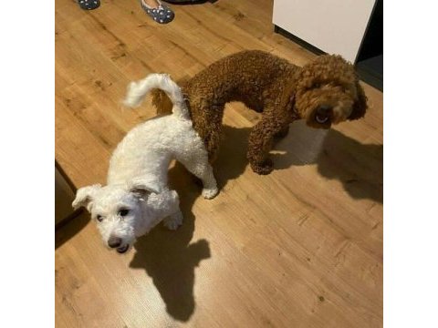White terrier bebekler tatlımı tatlı