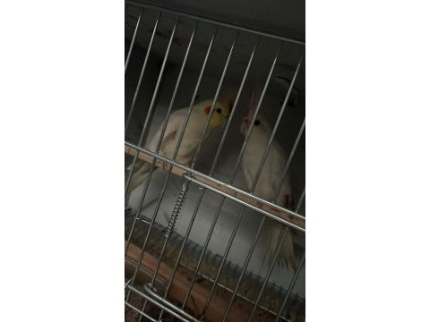 2 takım sultan 1 takım muhabbet kuşu