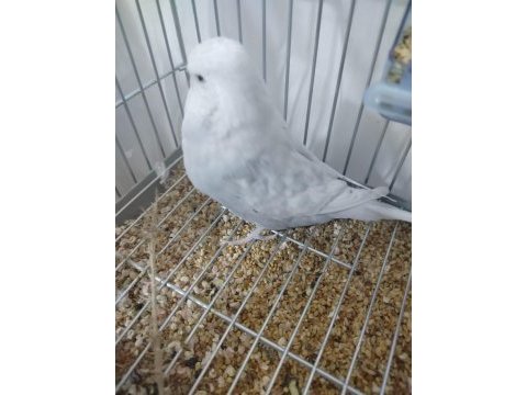 Jumbo güzel form dişi muhabbet kuşu gösterişli
