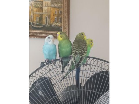 Minik muhabbet kuşu bebekler